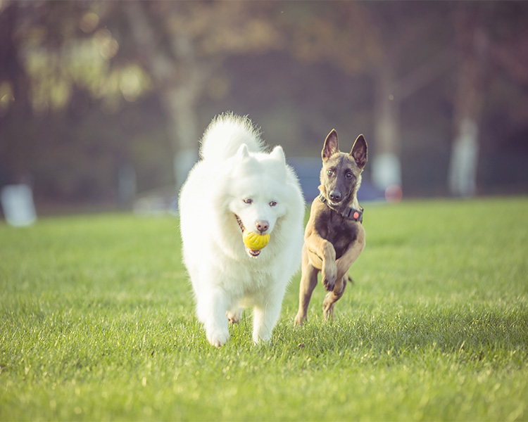 Dogs Playing