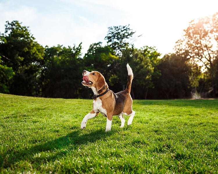 Happy Dog