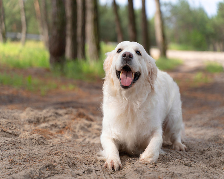 Happy Labrador