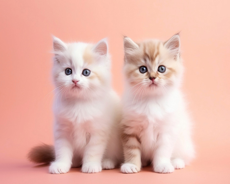 Kittens