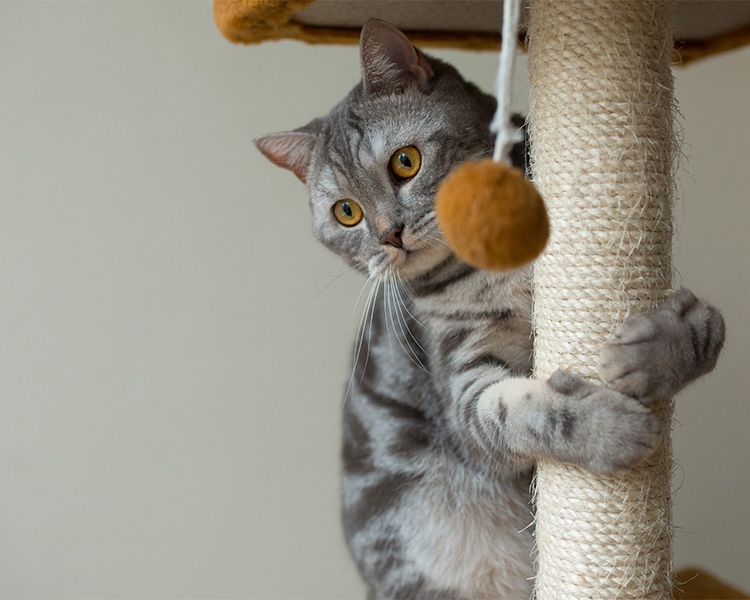 Scottish Grey Cat